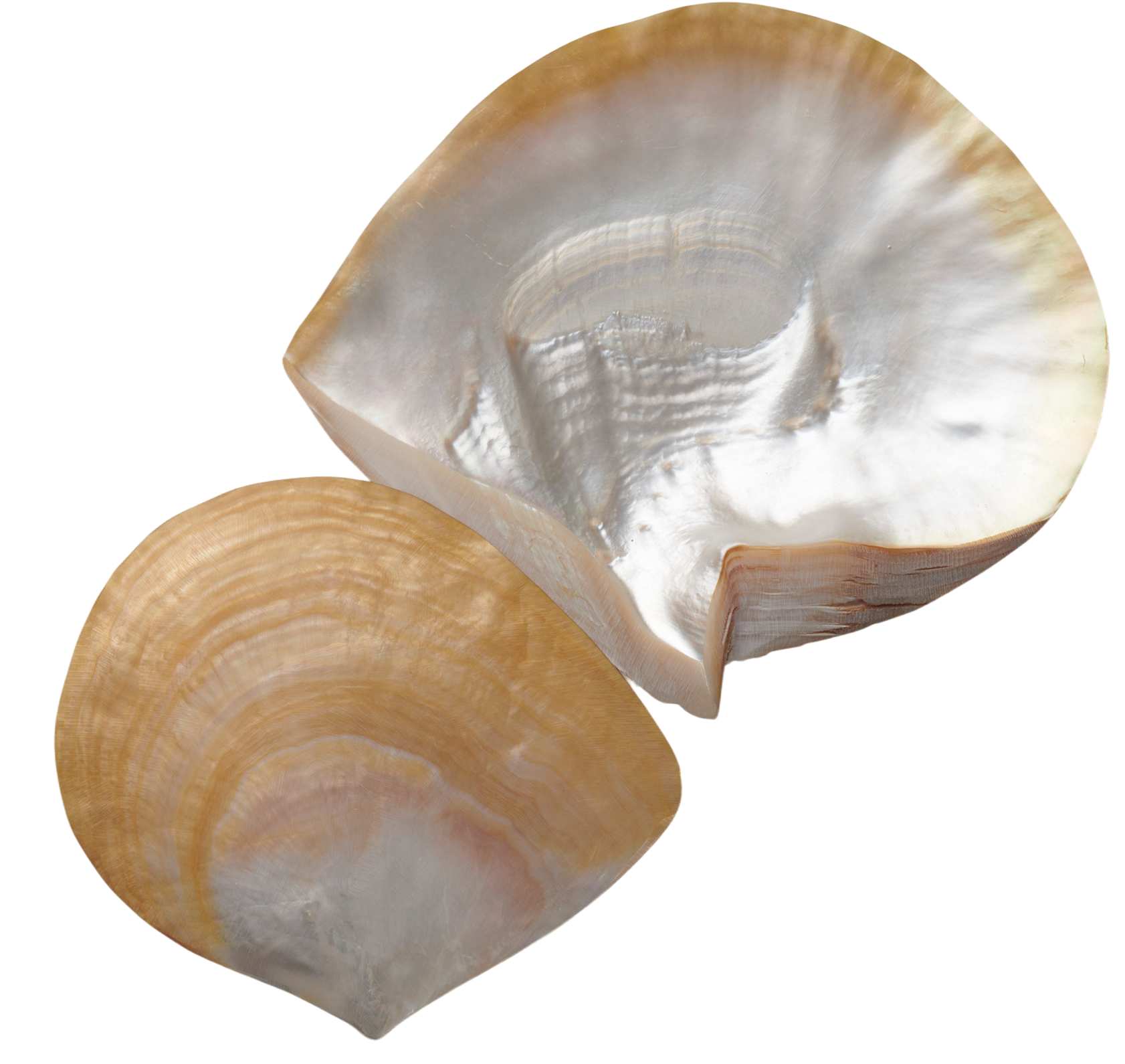 Coquille de Pinctada maxima, visuel de la présentation MEGA BIOPHARMA